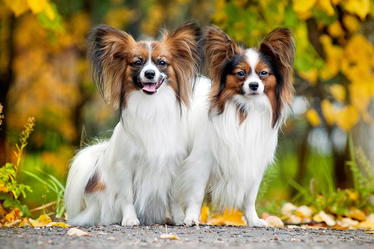 Two Papillons sitting outdoors in autumn.