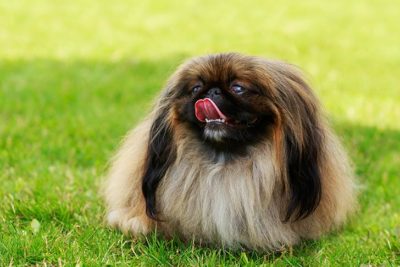 Pekingese standing in the grass.