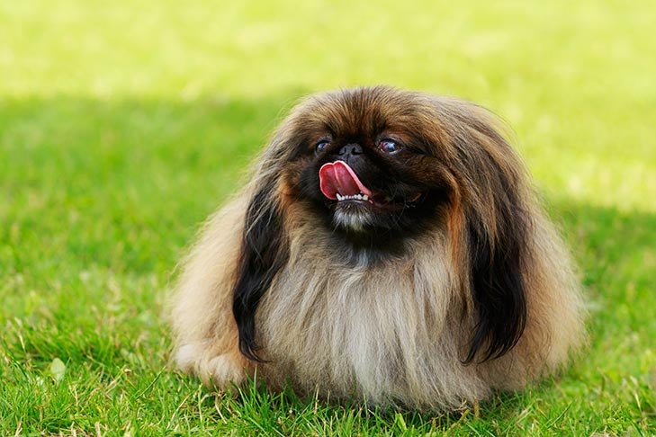 Brachycephalic Dog Breeds: A Guide to Flat-Faced Dogs