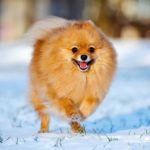 Pomeranian running in the snow.