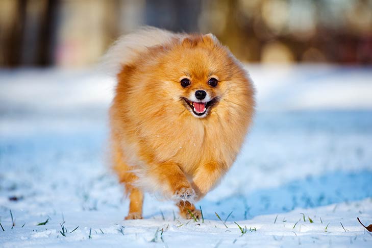 Pomeranian running in the snow.