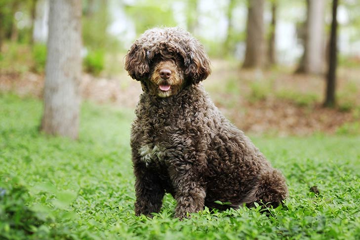 Best Hypoallergenic Dog Breeds for People With Allergies