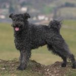 Pumi standing outdoors in the countryside.