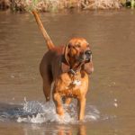 Redbone Coonhound wading through a pond.