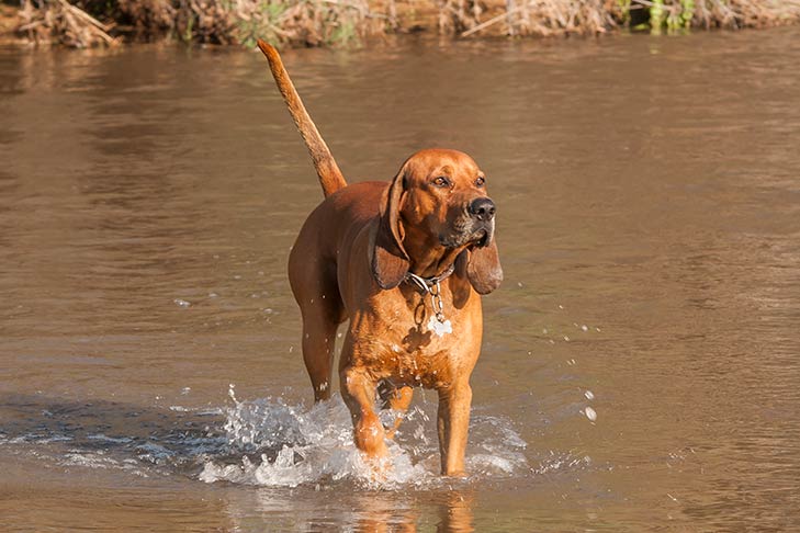 Redbone Coonhound wading through a pond.
