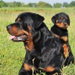 Rottweiler laying outdoors in the grass with her puppy.