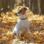 Russell Terrier sitting in autumn leaves.