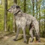 Scottish Deerhound standing in the woods.