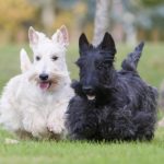 Scottish Terriers playing outdoors.