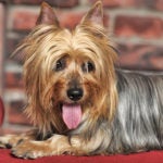 Silky Terrier laying on the couch.