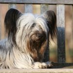 Skye Terrier laying on a park bench.