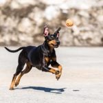 Standard Manchester Terrier playing fetch outdoors.