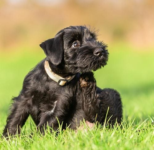 how can i treat my dogs grass allergy
