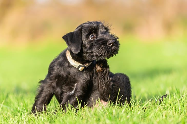 Best Hypoallergenic Dog Breeds for People With Allergies