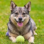 Swedish Vallhund laying outdoors with a ball.