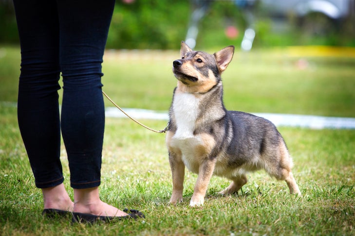 Teach Your Dog to Stand on Cue – American Kennel Club