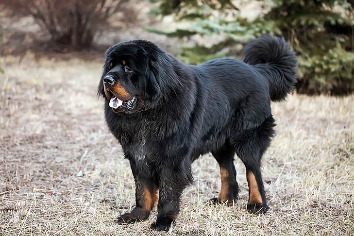 World's Largest Dog Breeds: 16 Giant Dogs