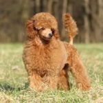 Toy Poodle standing in a field.