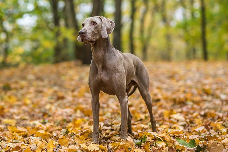 Weimaraner standing in the forest in the fall.