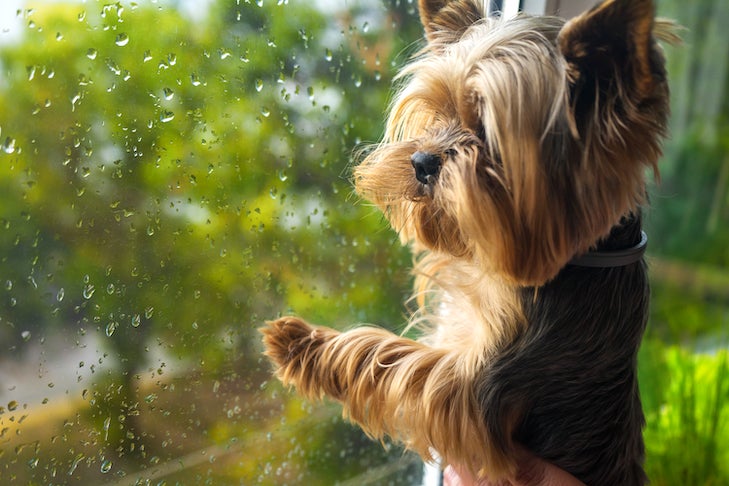 12 Rainy Day Entertainment Ideas To Keep Your Dog Busy - BARK Post