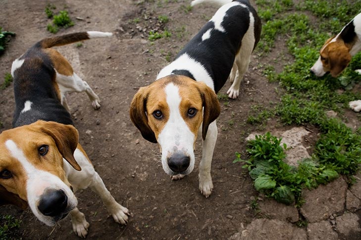 can a american foxhound and a dogo sardesco be friends