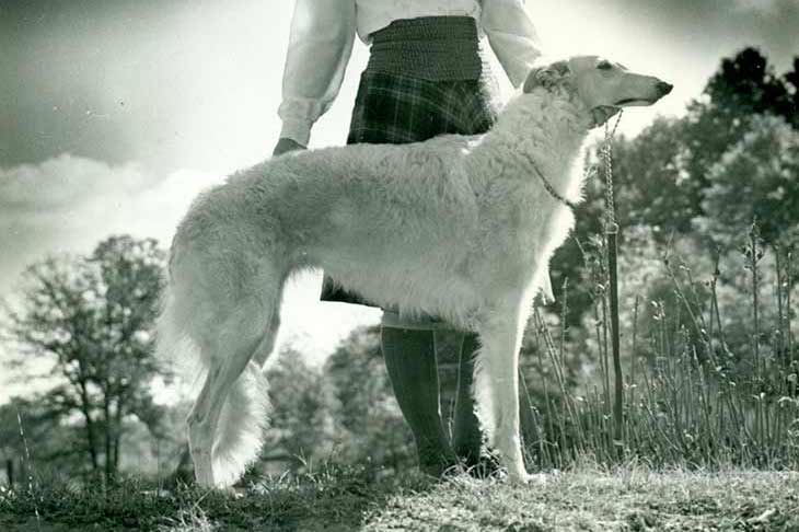 Borzoi History: Behind The Majestic Breed â€“ American Kennel Club