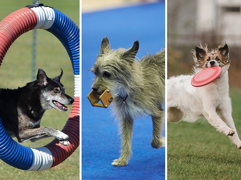 Canine Partners in Agility, Obedience, and UpDog.