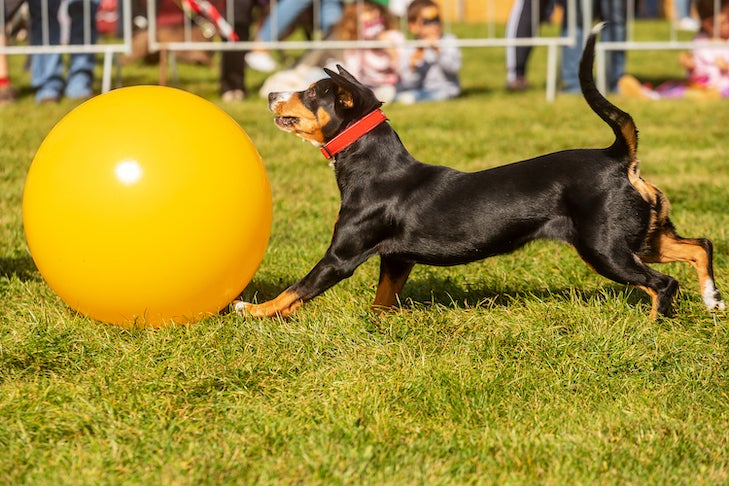 Intro to Treibball: Urban Herding is Great Dog Sport · The Wildest