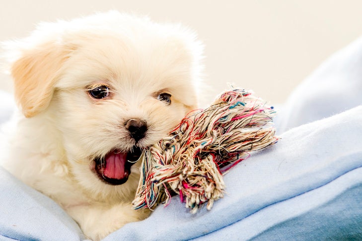 Lhasa Apso puppy laying down chewing on a rope toy.