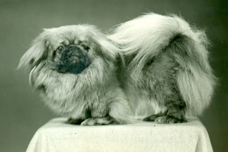 Pekingese History: Lost Legends of the Imperial Breed – American Kennel Club