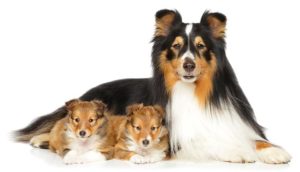 Shetland Sheepdog laying down with her two puppies on a white background.