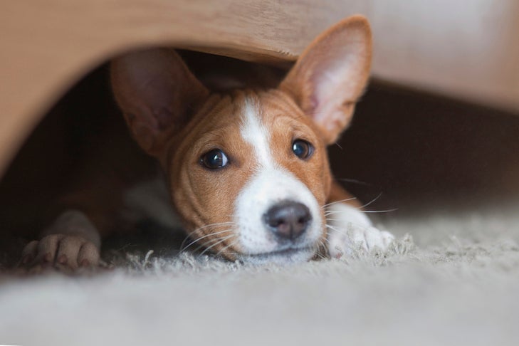 Basenji puppy, house pet playing under the bed