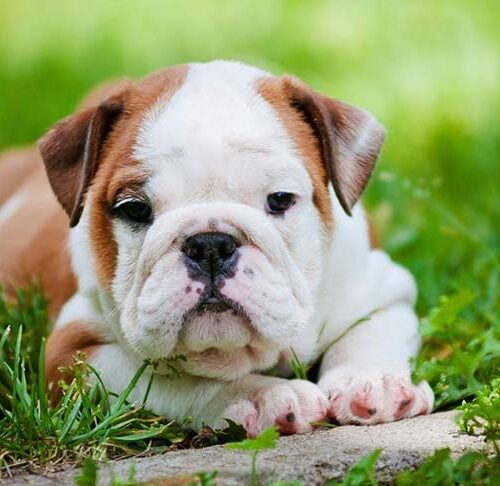 Bulldog Puppy Training Timeline: What to Expect and When to Expect It –  American Kennel Club