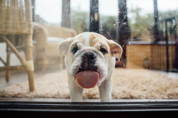 Why Does My Dog Lick the Furniture? – American Kennel Club