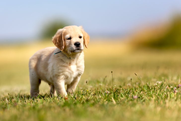 How To Train Your Golden Retriever Puppy 
