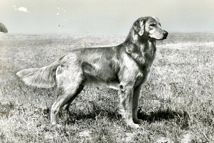 History of the Golden Retriever: From Unfashionable to Wildly Popular