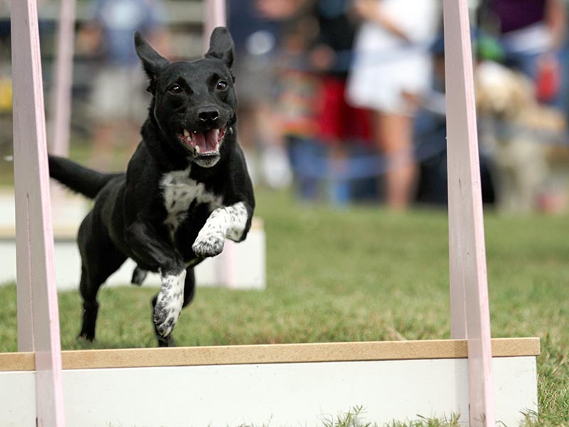 Mixed breed participating in Flyball.