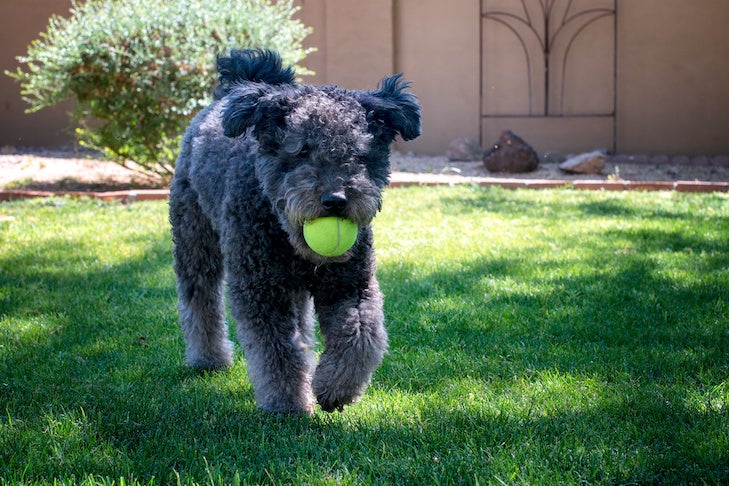 How to Teach Your Dog to Fetch – American Kennel Club