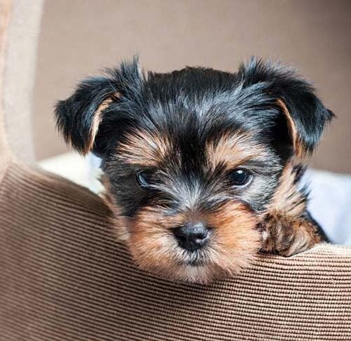 Yorkie's First Year: Training Timeline For a Yorkshire Terrier Puppy –  American Kennel Club