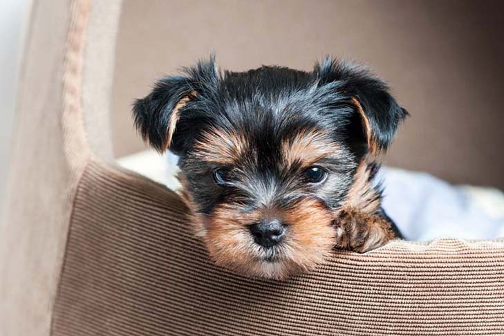 can a yorkie be trained?