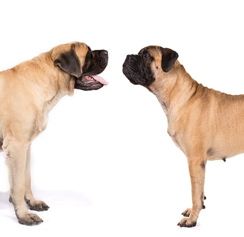 seksuel Rug flertal Mastiff vs. Bullmastiff: How to Tell the Difference – American Kennel Club