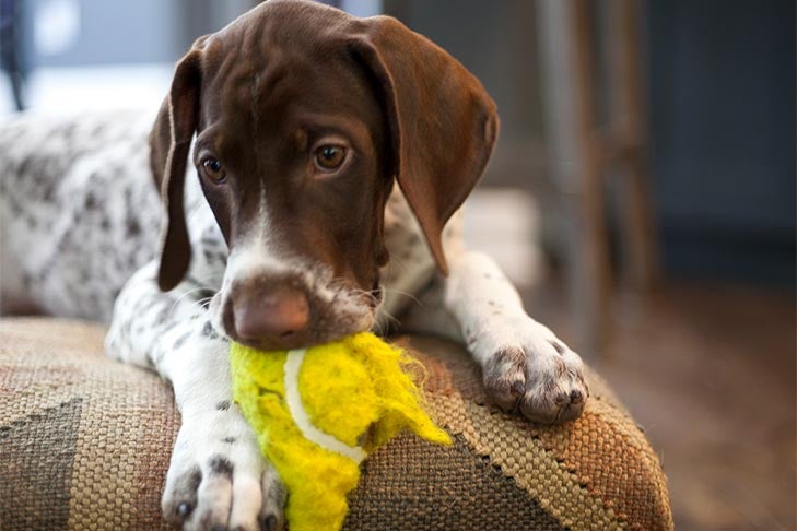 German Shorthaired Pointer puppy with a destroyed tennis ball indoors.