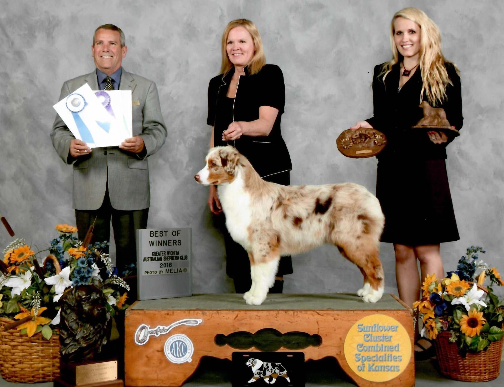 AKC Breeder Spotlight: Kym Burch-Ryan Mi-T Aussies – American Kennel