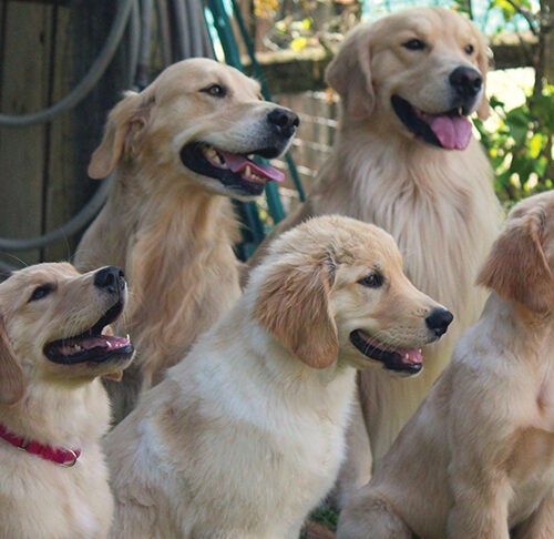 The Golden Retriever Lifetime Meet the Heroic Canine Participants