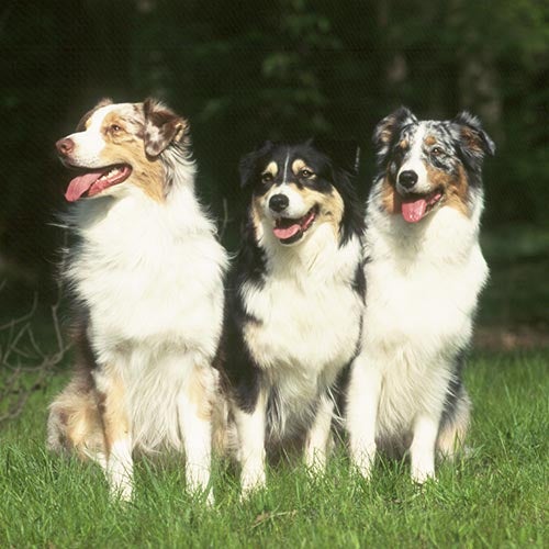 morgue Rede nødsituation Australian Shepherd History: Behind the Breed – American Kennel Club