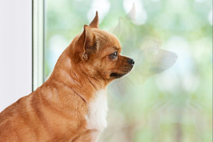 Why Does My Dog Bark at the Mail Carrier? – American Kennel Club