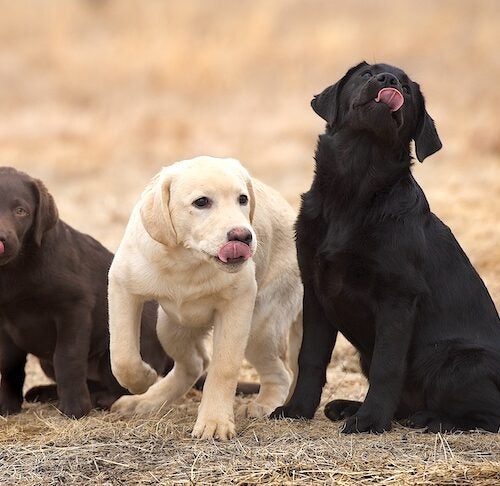 can 2 yellow labs have black puppies