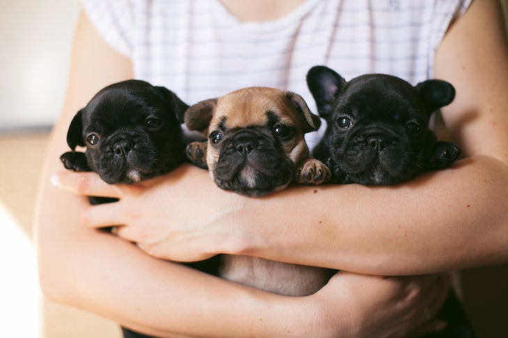 https://www.akc.org/wp-content/uploads/2020/09/French-Bulldog-puppies-being-held-in-the-arms-of-a-woman.jpeg