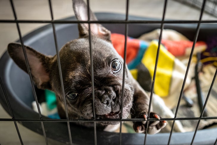 French Bulldog puppy in crate chewing