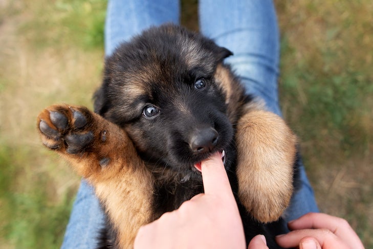 German Shepherd Dog puppy biting a finger while laying on its back in a lap 1